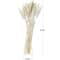 Dried Plant Bunny Tail Natural Foliage with Long Stems